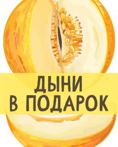 Дыни в подарок