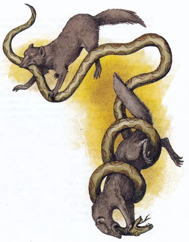 Змея и мангусты