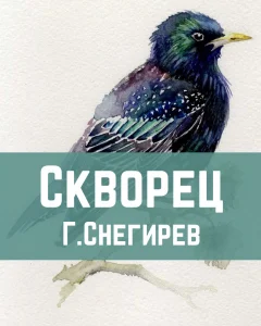 Скворец
