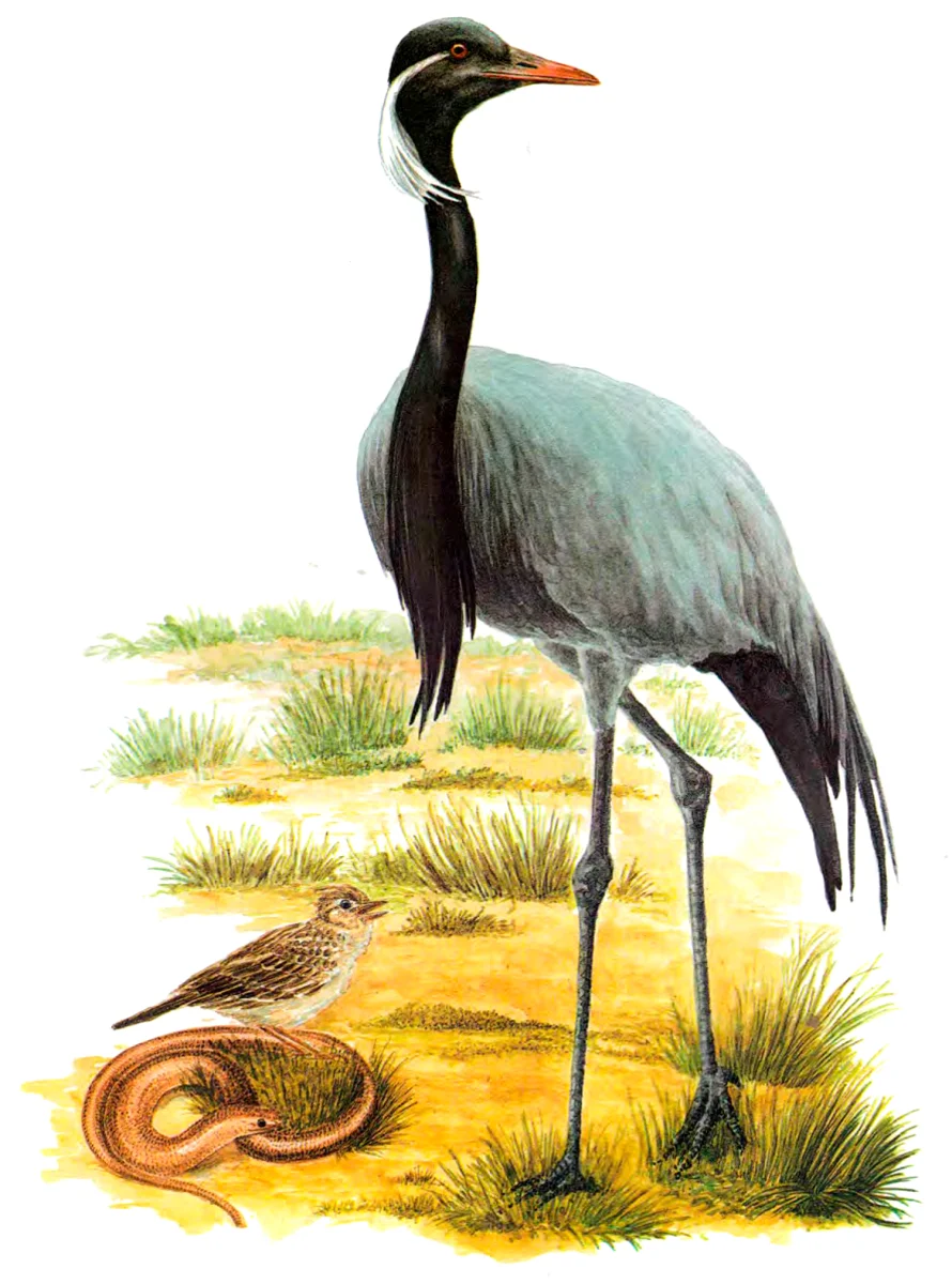 Журавль длинноногий