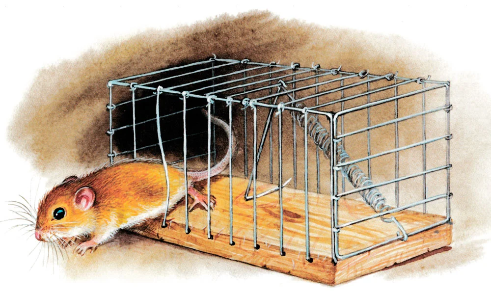 Мышонок убегает из мышеловки