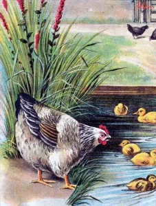 Курица и утята